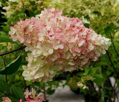 Растение Гортензия / Hydrangea paniculata Phantom, С12 Pa