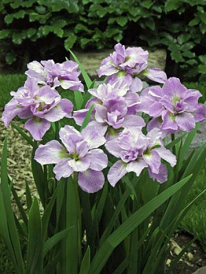 Кореневище півника Кіта-Но-Сійза 1 шт.