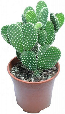 Растение Опунтия микс 6/14