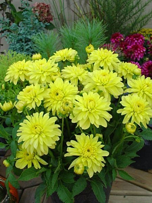 Корнеклубень георгины декоративной Мелоди Латин 1 шт. 