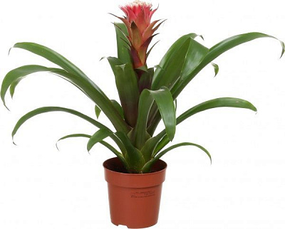Растение Гузмания Хоуп 12х40 см