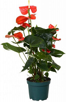 Растение комнатное Антуриум оранж 17x85 см