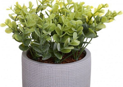 Цветочная композиция Кализия в цементном сером горшке 9.7х18 см