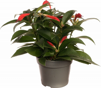 Рослина кімнатна Есхінантус 11/25