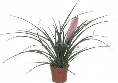 Рослина ТІЛАНДСІЯ CYANEA ANITA 9/25