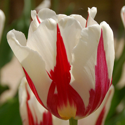 Луковица Тюльпан Триумф Rem's Sensation 3 шт. 