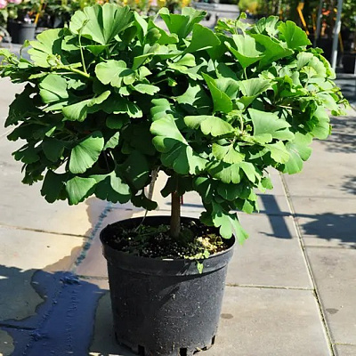 Рослина Гінкго білоба / Ginkgo biloba Troll, С10 Ра