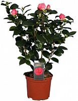 Растение Камелия розовая d15/h50 