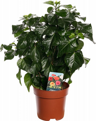 Рослина кімнатна Гібіскус 17/65