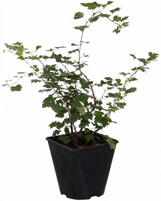 Растение Крыжовник 3л