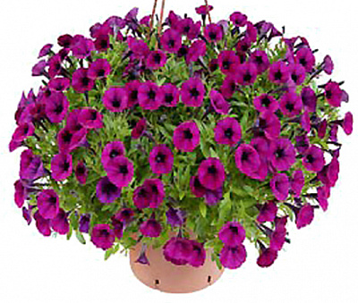 Рослина Сурфінія d25