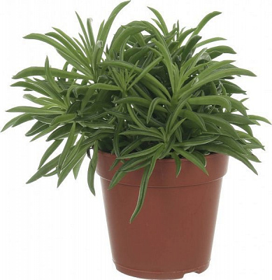 Растение Пеперомия Peperomia happy bean 12/12-15