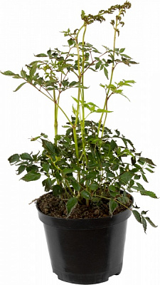 Рослина Астільба Weisse Gloria С3