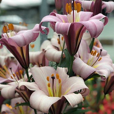 Луковица Яскрава Лилия L/O требчатая Pink Planet 