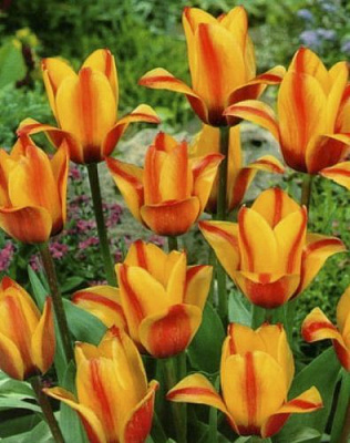 Цибулина Яскрава Тюльпан гібрид Грейга Cape Code 3 шт.