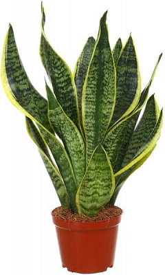 Растение Сансивьера 11х40 см