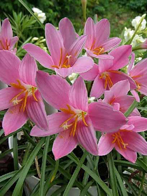 Луковица зефирантеса Робустус 5 шт. 