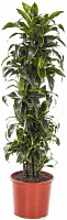 Растение комнатное Драцена Дорадо карусель 4pp d21/h80