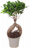 Растение комнатное Бонсай-фикус 12х30 см