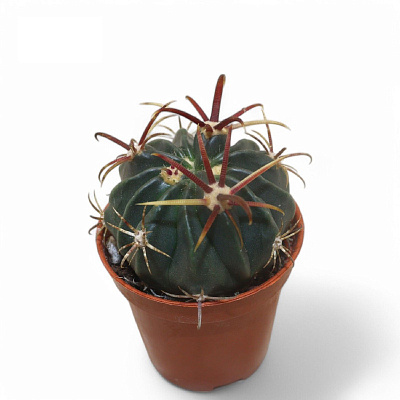 Рослина Кактус 05х08 Ferocactus Latispinus