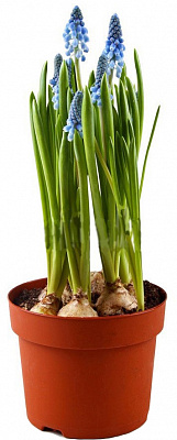 Рослина Мускарі 9/15