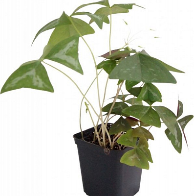 Рослина декоративна Кислиця трикутна Фанні