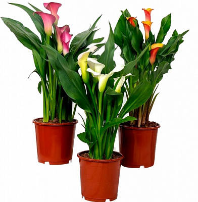 Растение Калла микс 13/45