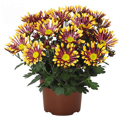 Рослина Хризантема d12/h20-25 ромашка Splash Energy мікс