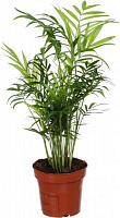 Растение Пальма Хамедорея 12х45 см
