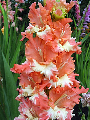 Клубнелуковица гладиолуса Фризл Коралл Лейс 3 шт. 