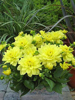 Корнеклубень георгины Геллери Сезан 1 шт. 