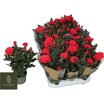 Рослина Троянда 11х25 Kordana Grande великоголова червона