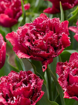 Луковица TUBERBULB Export B.V. тюльпана бахромчатого махрового Кранбери Тисл 3 шт. 