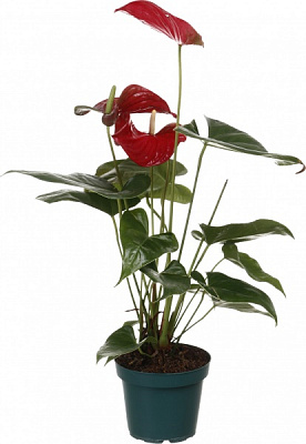 Растение комнатное Антуриум 14/60 Туренза