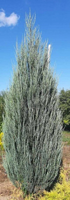 Рослина ялівець скельний Juniperus scopulorum Blue Arrow C3 H40-50