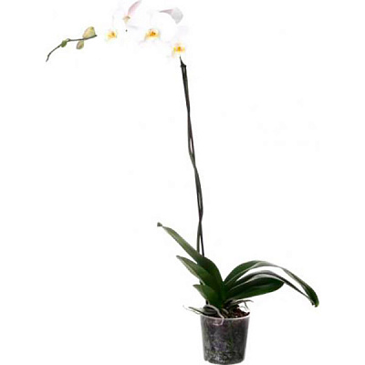 Растение Фаленопсис 1 ствол d12 h50