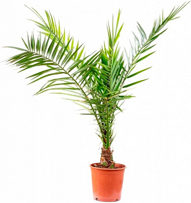 Рослина Финик Канарский d24/h160