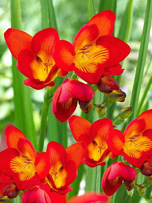 Клубнелуковица TUBERBULB Export B.V. фрезии простой красной 5 шт. 