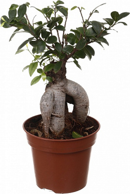 Рослина Бонсай фікус мікрокарпа Жинсінг d23/h40