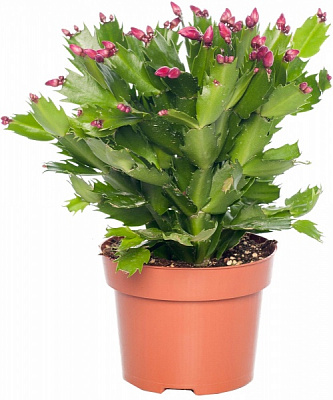 Растение комнатное Шлюмбергера 10x20 персикова