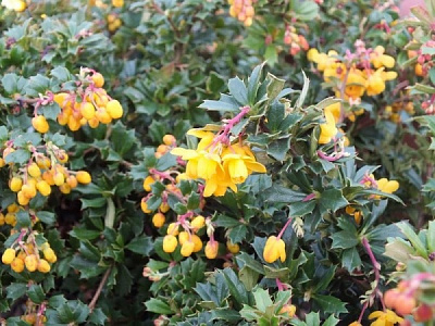 Растение Барбарис Дарвина Компакта/Berberis darwinii 'Compacta' С2
