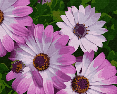 Картина по номерам Африканские ромашки 13113-AC 40х50 см ArtCraft 