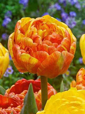 Луковица тюльпана махрового позднего Дабл Бьюти оф Апельдорн 3 шт. 