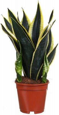 Растение Сансівьєра Laurentii 17/70