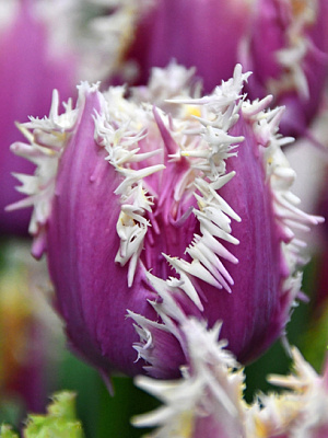 Луковица тюльпана бахромчатого Кранчи Камминс 3 шт. TUBERBULB Export B.V.