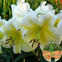 Луковица Яскрава Лилия OT гибрид гигантская Conca d`or 1 шт. 