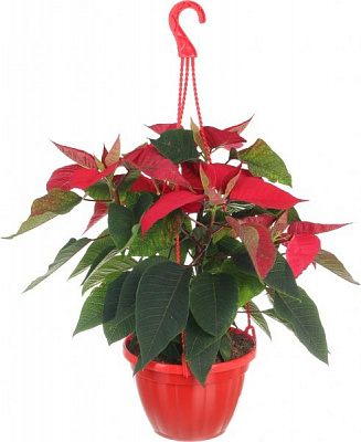 Растение Пуансеттия D 20