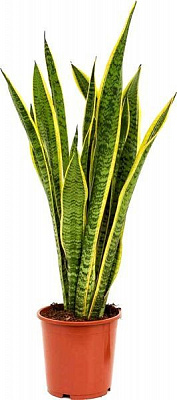 Рослина кімнатна Сансевієрія 17/70Sansevieria Laurentii