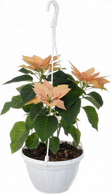 Рослина Пуансетія D20 см