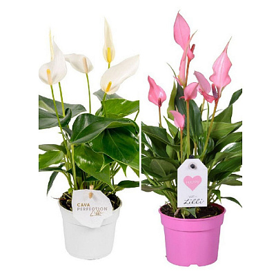 Рослина Антуріум 09х25-30 Lilli